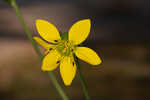 Kidneyleaf rosinweed